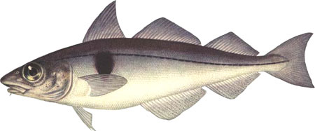 haddock 450x187.jpg