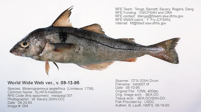 haddock 640x357.jpg