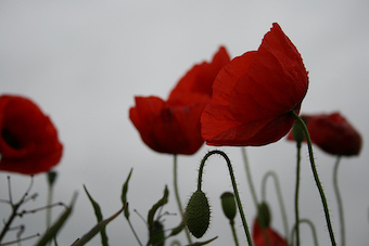 Image Styles/poppy-small.jpg